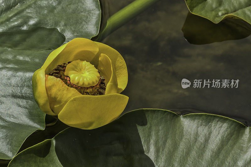 黄荷花，多萼片Nuphar polysepala, Nuphar lutea subsp。Chugach国家森林;威廉王子海峡;阿拉斯加，睡莲科，水、水花、池塘和湖泊上的亮黄色花